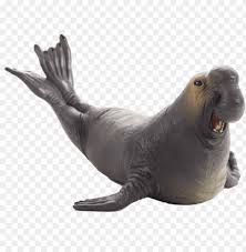 Elephant Seal Png Clipart Transparent Mojo Sea Elephant Png Image With Transparent Background Toppng If you like, you can download pictures in icon format or directly in png image format. elephant seal png clipart transparent