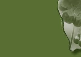 Image result for Solanum grossidentatum