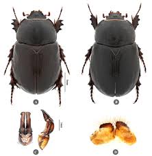 Image result for Pentodon pentandrus