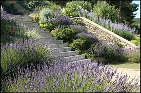 Terraced Garden In Provence Sloped Garden Provence Garden Terrace Garden
