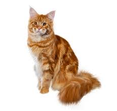 A lot of cats look like a maine coon cat and if you have not had any real experience with the breed you may be easily duped into paying a lot of money for a cat that is in fact only a lookalike. Maine Coon Cat Breed Information Purina