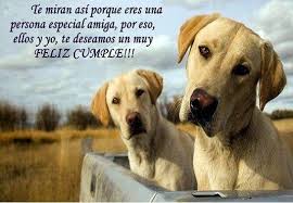 Адам сэндлер, энди сэмберг, лейтон мистер и др. Imagenes De Perros Con Frases Para Felicitar En El Cumple Imagenes De Perros Perros Frases Feliz Cumple Perros