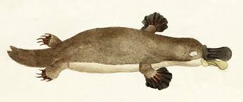 Image result for Elionurus platypus