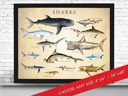 Shark Chart Poster Shark Chart Art Print Shark Chart Natural History Poster Natural History Scientific Print Shark Chart Art Print