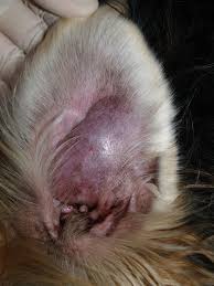 Image result for abscess dog's ear flap