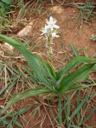 Image result for Chlorophytum macrophyllum