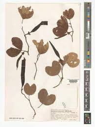 Image result for Agelanthus songeensis