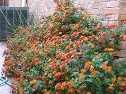 Texas Lantana Idea For Front Flowerbed Or Side Yard Rustic Landscaping Front Yard Backyard Plants Xeriscape