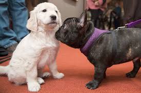 Akc french bulldog puppies sale 45 years breeding top show quality akc french bulldogs. Labs Still Lead But French Bulldogs Leap In Popularity In Us Heraldnet Com