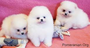 Correct Pomeranian Puppy Feeding