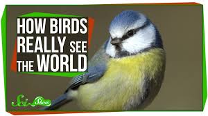 How Birds Really See The World Birds World Bird Photo