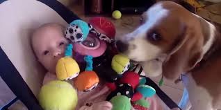Watch This Dog S Adorable Apology After He Steals A Baby Girl S Toy Bored Panda