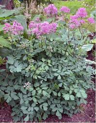 It grows at a medium rate, and under ideal conditions can be expected to live for. Meadow Rue Thundercloud Buy It Now