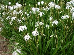 pin on gardening my little piece of heaven