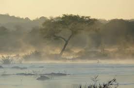 Image result for Eriocaulon abyssinicum