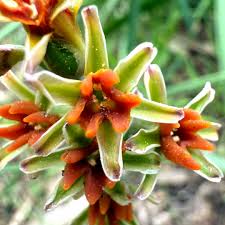 Image result for Tulbaghia alliacea