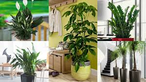Le migliori piante d'appartamento per purificare l'aria. 18 Piante D Appartamento Che Non Richiedono Manutenzione Guida Giardino