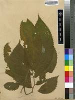 Image result for Elatostema welwitschii