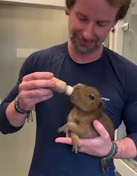 Join our capybara community >> Capybara Enthusiast Great photography ❤️🥰