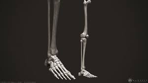 3d Human Leg Bones 3d Model Leg Bones Human Leg 3d Human