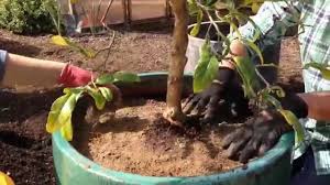 Maybe you would like to learn more about one of these? How To Repot A Citrus Tree Sunset Youtube