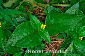 Image result for Synedrella