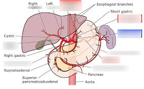 This section of notes gives an overview of how the stomach and duodenum develops. Celiac Trunk Stomach Spleen Liver Gb Anatomy Diagram Quizlet
