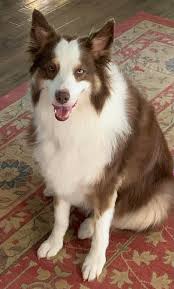 Rosie's 8th Birthday Celebration