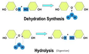 Dehydration Synthesis Hydrolysis Organic Molecules Peptide Bond Chemistry