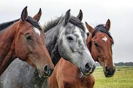 The adopted horse is transferred to adopter under this agreement as is , without guarantee or warranty of any kind, including implied warranties of merchantability and fitness for a particular purpose. Find A Horse Rescue List Of Horse Rescues By State Heart The Cause A Home For Every Horse