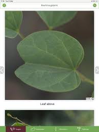 Image result for Lasiodiscus pervillei