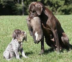 Image result for německý ohař dlouhosrstý