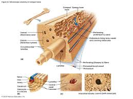 Within these rings, are space called lacunae that contain osteocytes. Slides Show