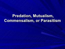 Predation Mutualism Commensalism Or Parasitism Commensalism Mutualism Parasite