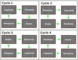 A Beginners Guide To Crop Rotation How It Works And Why