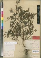 Image result for Euphorbia chevalieri