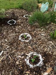 Before choosing cucumber seeds you will need to decide whether you are going to grow them in the greenhouse or outside in the garden. Keeping Slugs From Eating My Cucumber Transplants Moonshire Meadow