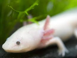 Bildergebnis für axolotl