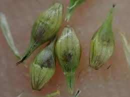 Image result for Carex leptosaccus