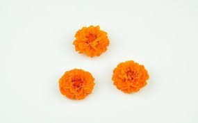 Wholesale natural preserved ecuadorian roses. Phocealys Preserved Plants Flowers Wholesaler Wholesale Online Purchase