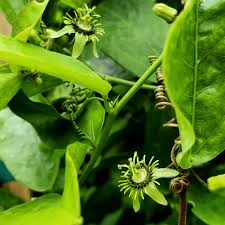 Image result for Passiflora suberosa