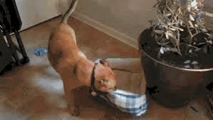 Dante S Owner Writes Dante Loves Sitting Out On The Porch One Morning We Brought His Bed Out With Us So He D Be More Comfortab Aww Cute Cats And Dogs Sit Out