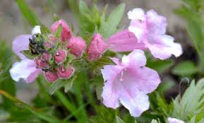 Image result for Graderia