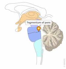 Image result for Pons