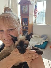 New siamese kitten addition