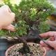 Ashton Ferns Bonsai Forest Class at Davenport...