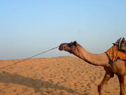 Beyond that, what sane camel driver would go through such contortions when larger gates were easily accessible? The Cruel Case Of The Jaisalmer Camel A Lazy Girl Goes Green