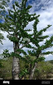 Image result for Cyphostemma hermannioides