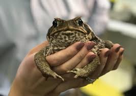 Scientists Crack Genetic Code Of Cane Toad Unsw Newsroom