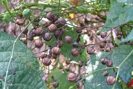 Image result for Ipomoea hederifolia